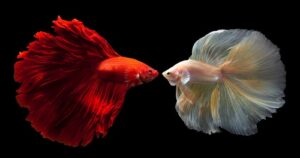 Profile fish betta - Aquarium Reference