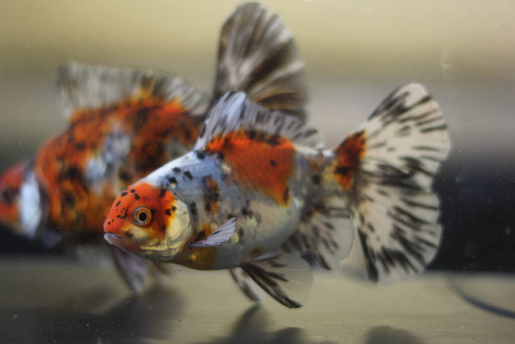 Profile Fish Goldfish Aquarium Reference