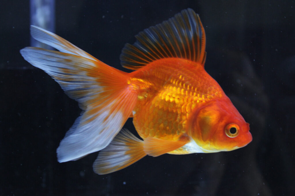 Profile Fish Goldfish Aquarium Reference Profile Fish Goldfish Aquarium Reference