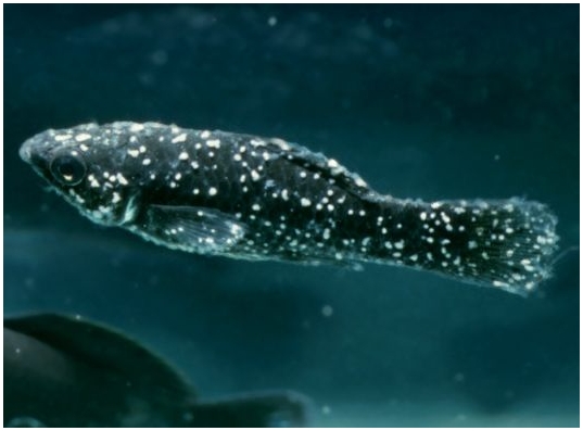 Profile Disease Ich - Aquarium Reference