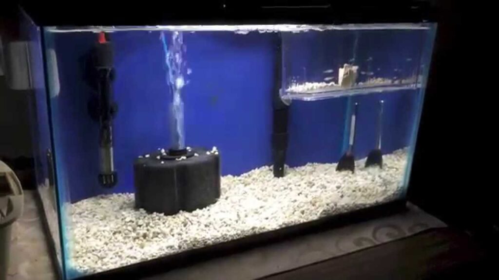 Image showcasing Profile Disease Hemorrhagic Septicemia - Aquarium Reference