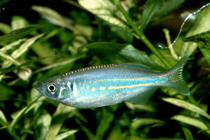 Freshwater fish - Aquarium Reference