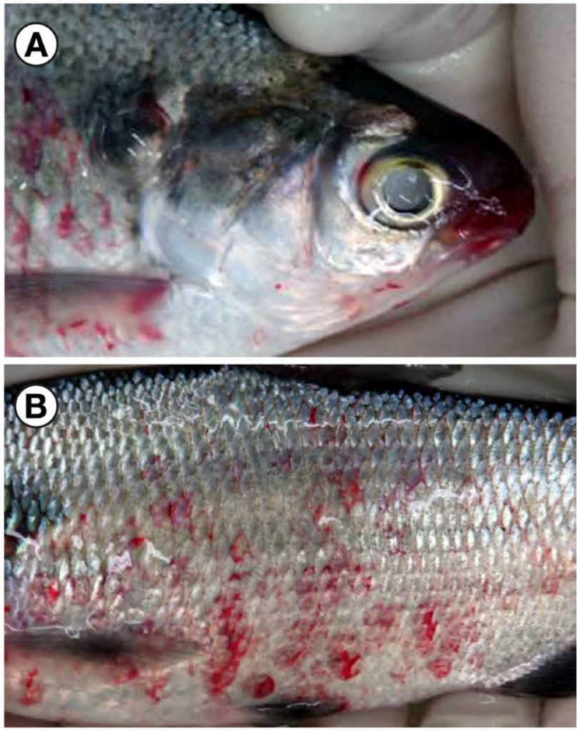 Profile Disease Hemorrhagic Septicemia - Aquarium Reference